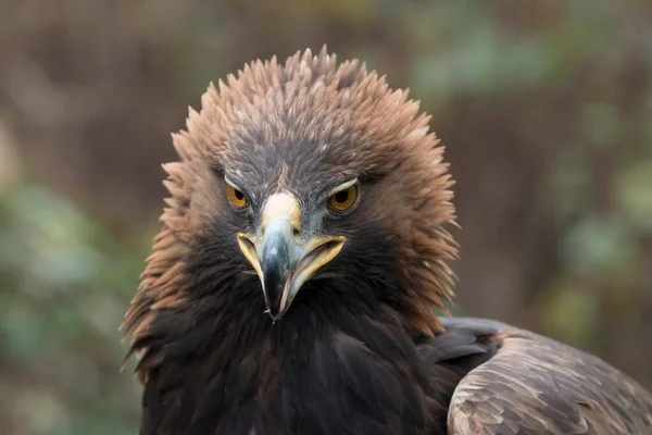 Águila Dorada Aquila Chrysaetos Retrato Cautivo — Foto de Stock