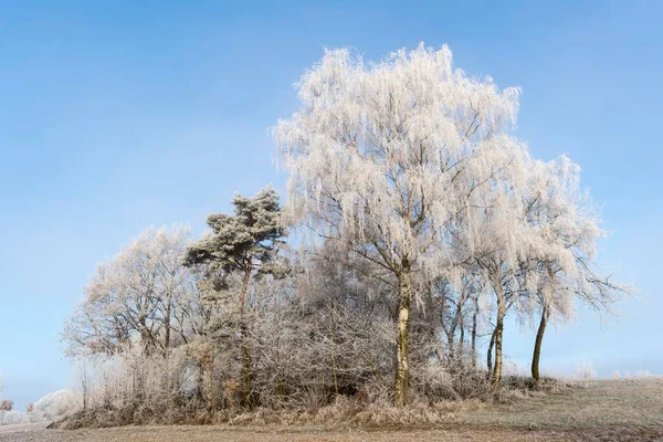 Trees Hoarfrost Guxhagen North Hesse Hesse Germany Europe — Stock Photo, Image