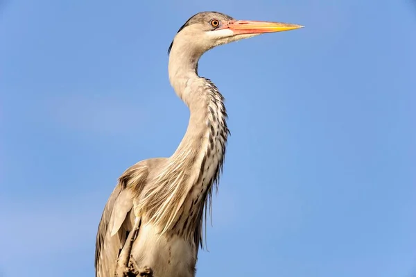 Grey Heron Ardea Cinerea Frente Céu Azul Stes Maries Mer — Fotografia de Stock