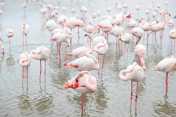 Pink Flamingos Phoenicopterus Roseus Water Heads Feathers Parc Ornithologique Pont — 图库照片