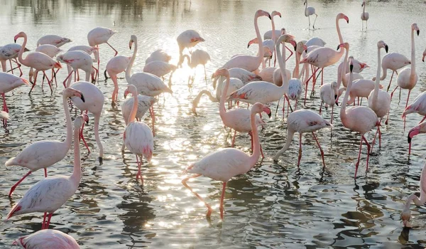 Pink Flamingos Phoenicopterus Roseus Water Parc Pont Gau Ornithological Stes — 图库照片