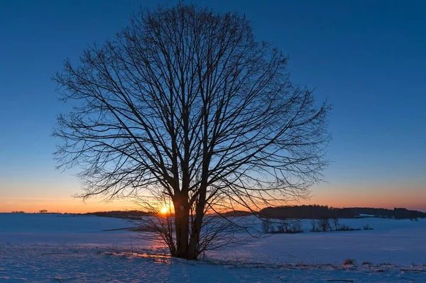 Olcha Czarna Alnus Glutinosa Zimą Zachodzie Słońca Karsberg Górna Frankonia — Zdjęcie stockowe