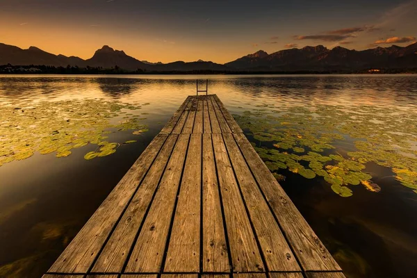 Dock Mountain Lake Lily Pads Nymphaea Allgu Alps Back Sunrise — Stock Photo, Image