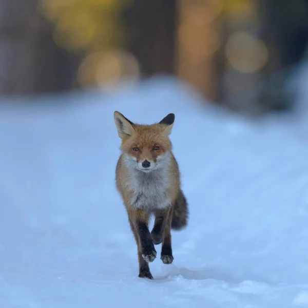 Red Fox Vulpes Vulpes Running Snow Forest Road Morning Light — Stock Photo, Image