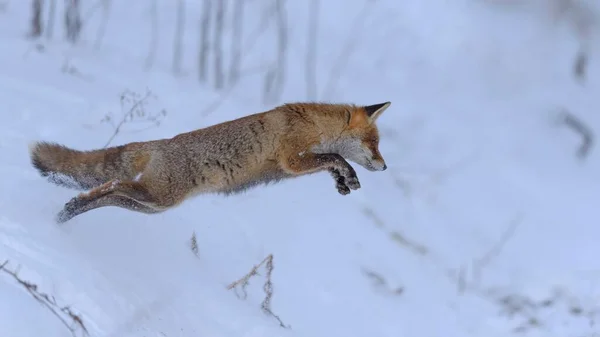 Volpe Rossa Vulpes Vulpes Caccia Salto Nella Neve Foresta Boema — Foto Stock