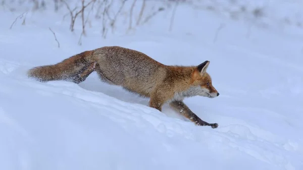 Raposa Vermelha Vulpes Vulpes Caça Correndo Pela Neve Floresta Boêmia — Fotografia de Stock