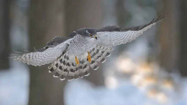 Nordlig Goshawk Accipiter Gentilis Vuxen Man Flyger Granskog Vinter Bohemisk — Stockfoto