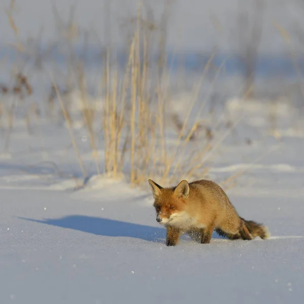 Red Fox Vulpes Vulpes Walking Snow Covered Frozen Lake Evening — Stock Photo, Image