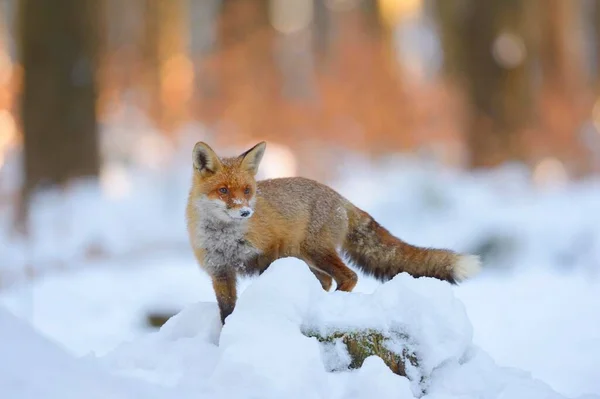 Zorro Rojo Vulpes Vulpes Parado Sobre Tronco Cubierto Nieve Luz — Foto de Stock