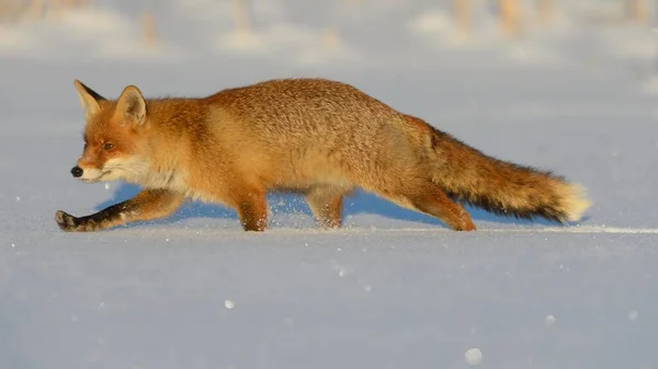 Raposa Vermelha Vulpes Vulpes Caminhando Pela Neve Floresta Boêmia República — Fotografia de Stock