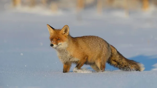Red Fox Vulpes Vulpes Walking Snow Bohemian Forest Czech Republic — Stock Photo, Image