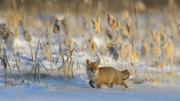 Raposa Vermelha Vulpes Vulpes Caminhando Pela Neve Frente Juncos Lago — Fotografia de Stock