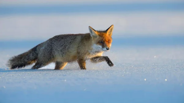 Raposa Vermelha Vulpes Vulpes Caminhando Pela Neve Floresta Boêmia República — Fotografia de Stock