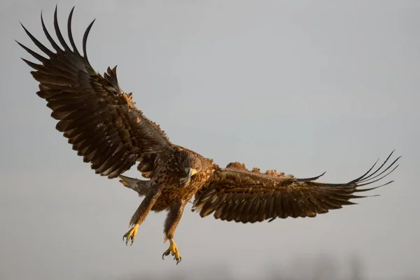 Orzeł Biały Haliaeetus Albicilla Młody Orzeł Locie Park Narodowy Kiskunsg — Zdjęcie stockowe