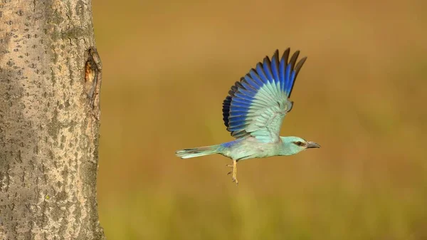Roller Coracias Garrulus Flyger Från Häckningshålet Kiskunsg National Park Ungern — Stockfoto
