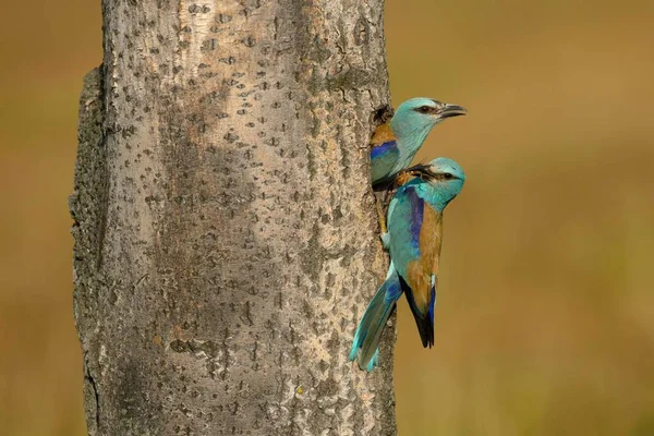 Roller Coracias Garrulus Breeding Pair Meet Nesting Hole Kiskunsg National — 图库照片