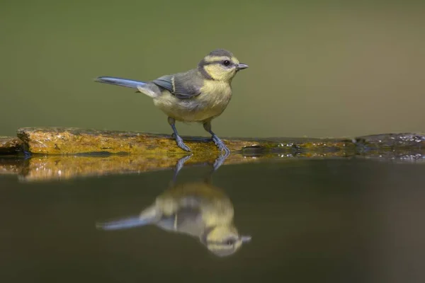 Blue Tit Cyanistes Caeruleus Young Bird Birdbath Reflection Kiskunsg National — Stock fotografie