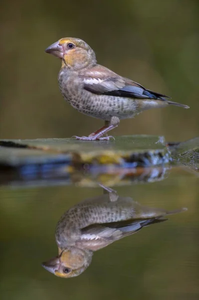 Hawfinch Coccothraustes Coccothraustes Giovane Uccello Sul Bagnetto Riflessione Parco Nazionale — Foto Stock