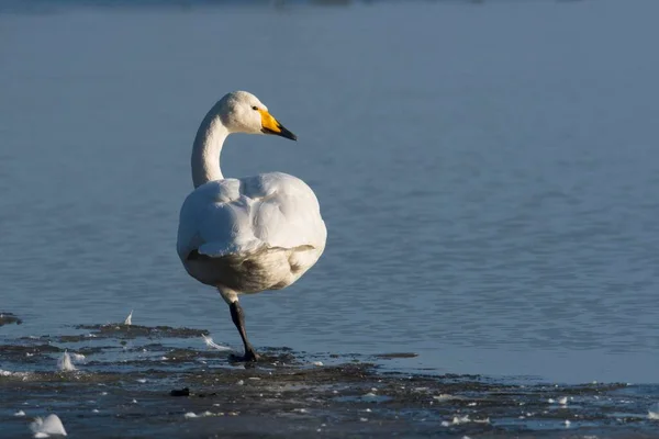 Whooper Swan Cygnus Cygnus Pie Una Pierna Junto Agua Emsland — Foto de Stock