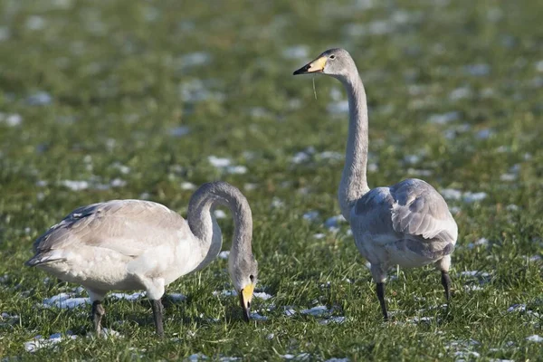 Juvenile Whooper Swans Cygnus Cygnus Лугу Инеем Эмсланд Нижняя Саксония — стоковое фото