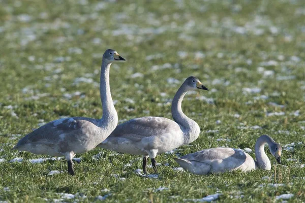 Juvenile Whooper Swans Cygnus Cygnus Лугу Инеем Эмсланд Нижняя Саксония — стоковое фото