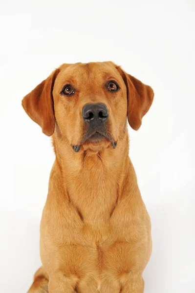 Labrador Retriever Masculino Amarelo Retrato — Fotografia de Stock