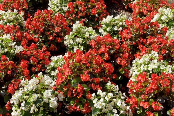 Vosková Begonie Begonia Semperflorens Cultorum Bílá Červená Německo Evropa — Stock fotografie