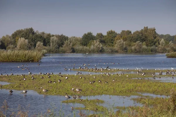 Vogels Ganzen Vogelreservaat Natuurreservaat Septic Drain Fields Mnster Mnsterland Noordrijn — Stockfoto