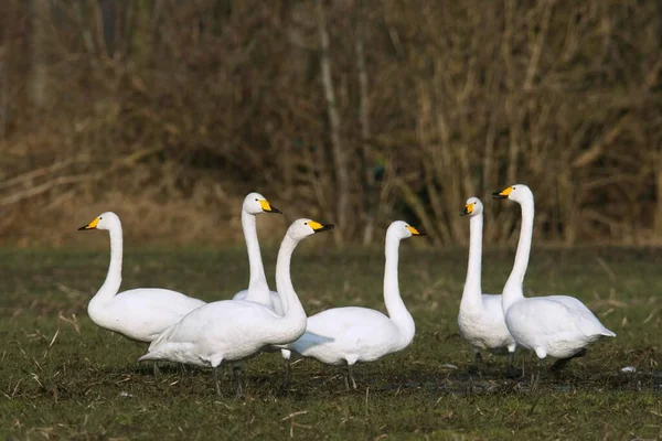 Cygnes Siffleurs Cygnus Cygnus Sur Champ Visiteurs Hiver Emsland Basse — Photo