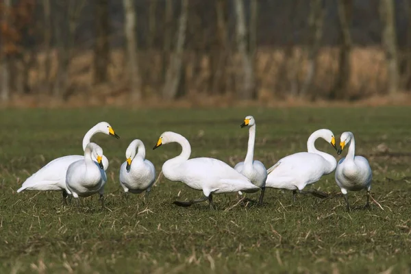 Woekerzwanen Cygnus Cygnus Een Veld Winterbezoekers Emsland Nedersaksen Duitsland Europa — Stockfoto