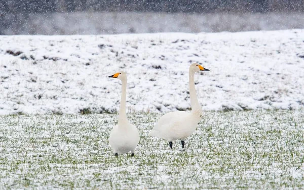 雪の中のオオハクチョウ シグナス エムスランド ニーダーザクセン州 ドイツ ヨーロッパ — ストック写真