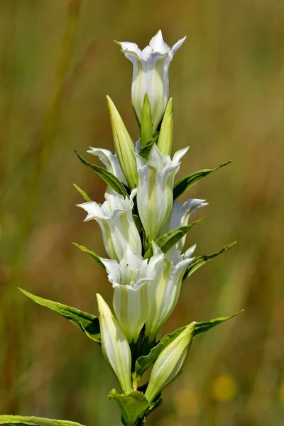 Willow Gentian Gentiana Asclepiadea White Flower Nrdlingen Bavaria Germany Europe — Stock Photo, Image