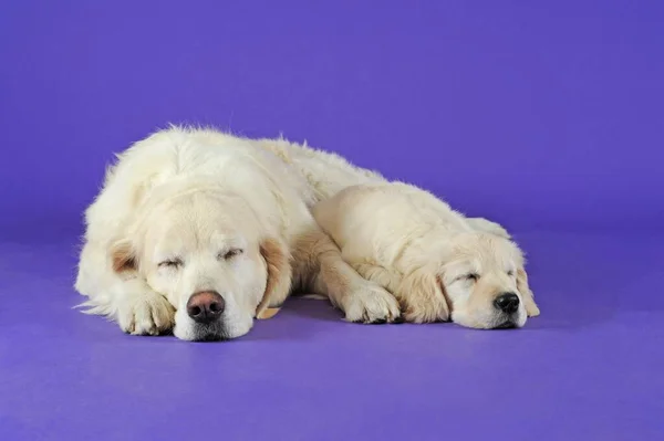 Golden Retriever Sleeping Bitch Puppy — Photo