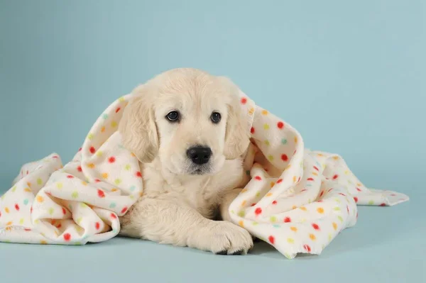Golden Retriever Filhote Cachorro Deitado Com Cobertor Pontilhado Polca — Fotografia de Stock