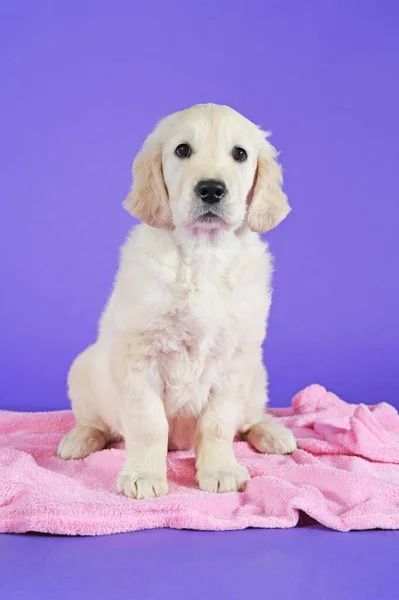 Golden Retriever Filhote Cachorro Sentado Cobertor Rosa — Fotografia de Stock