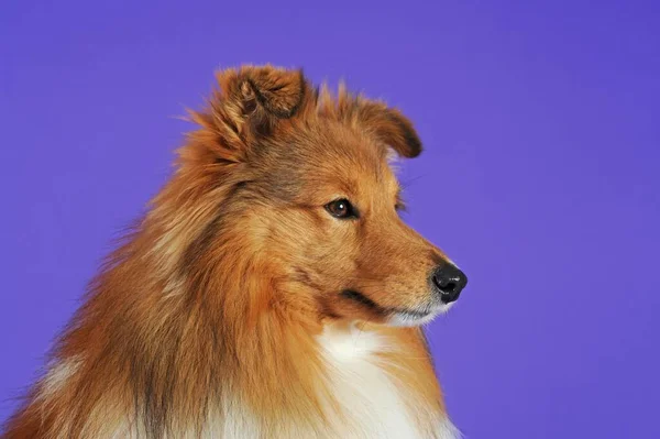 Sheltie Pies Sobole Portret — Zdjęcie stockowe