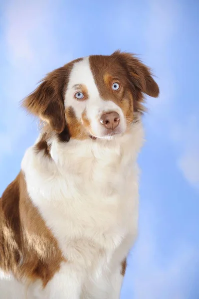 Border Collie Mixed Breed Bitch Portrait Brown Tan White Spotted — Stockfoto
