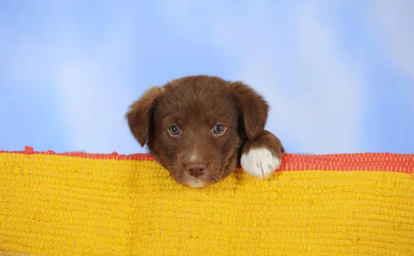 Border Collie Smíšené Plemeno Štěně Čokoláda Lhaní — Stock fotografie