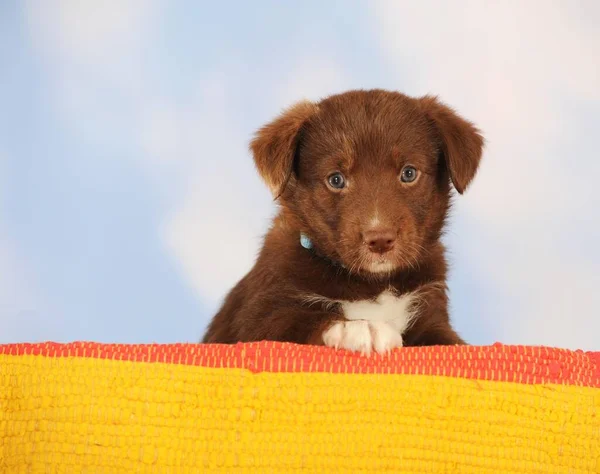 Border Collie Gemengd Ras Puppy Chocolade Zitten — Stockfoto