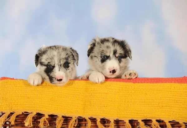 Border Collie Raza Mixta Cachorros Sentado Cesta Mimbre Merle Azul — Foto de Stock