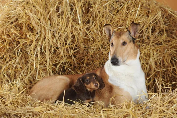 Collie Liso Sable Com Dachshund Cabelos Longos Deitado Sobre Palha — Fotografia de Stock