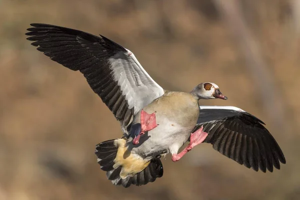 Egyptian Goose Alopochen Aegyptiaca Approaching Hesse Germany Europe — 스톡 사진