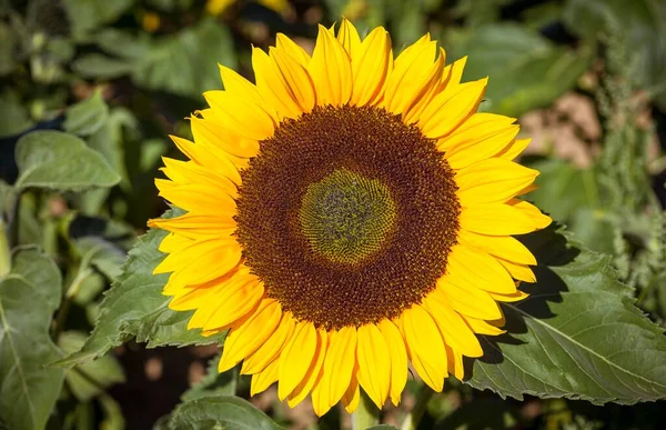 Sonnenblume Helianthus Annuus Blüht Sachsen Deutschland Europa — Stockfoto