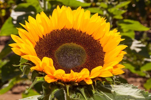Sonnenblume Helianthus Annuus Blüht Voll Sachsen Deutschland Europa — Stockfoto
