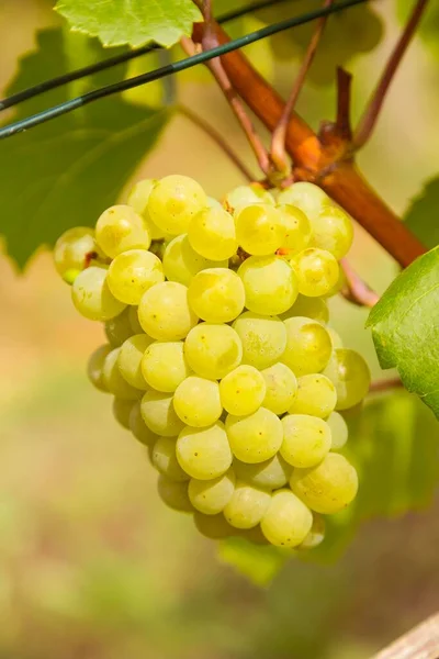 Благородный Виноград Vitis Vinifera Subsp Виноград Виноград Сорт Рислинг Виноградник — стоковое фото