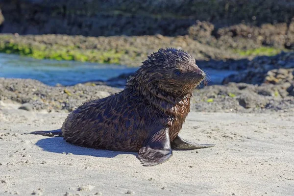 Young New Zealand Fur Seal Arctocephalus Forsteri Wharakari Beach Cape — Stock Photo, Image