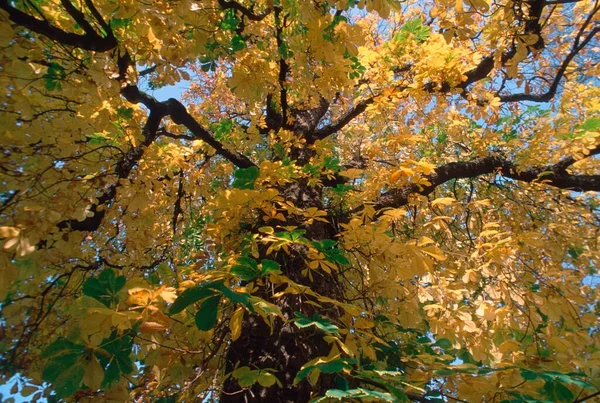 Horse Chestnut Autumn Schleswig Holstein Germany Aesculus Hippocastanum —  Fotos de Stock