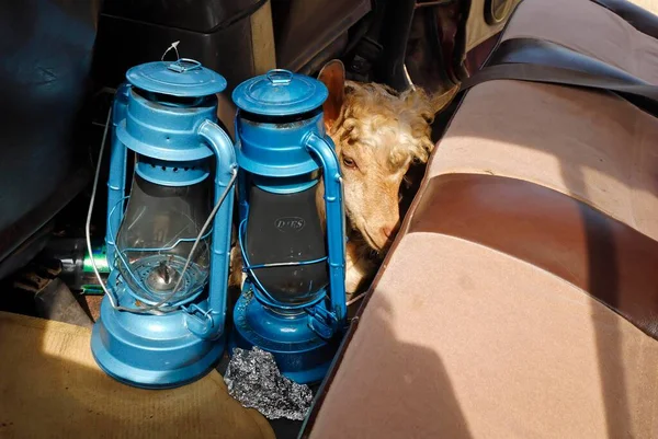 Goat Transport Car Socotra Island Yemen Asia — Stockfoto