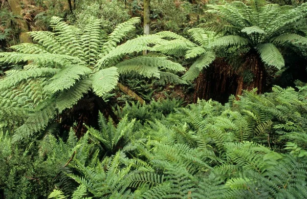 Temperate Rainforest Otway National Park Great Ocean Road Victoria Australia — Foto Stock