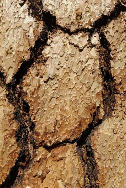 Corteza Pino Amarillo Occidental Pinus Ponderosa Oregón Estados Unidos América —  Fotos de Stock